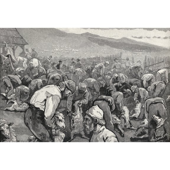 Sheepshearing In Southern California United States Of America From The Book The Century Illustrated Monthly Magazine May