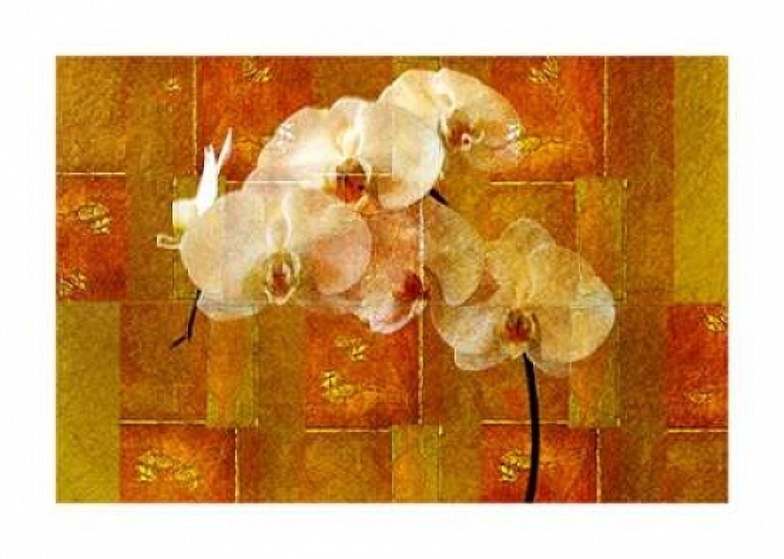 Sheer White Orchid Canvas Art - Walter Robertson (20 x 28)