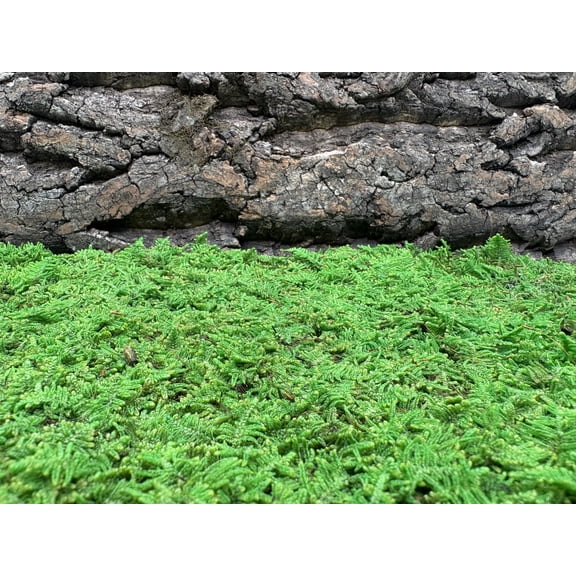 Sheet Moss Panel 12x12 Sticky panel Medium Green