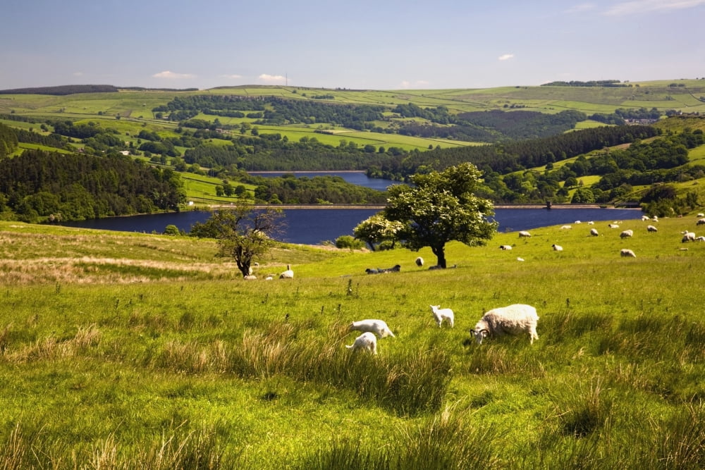 Sheffield South Yorkshire England Sheep Grazing In A Pasture Canvas Art - John Doornkamp Design Pics (38 x 24)