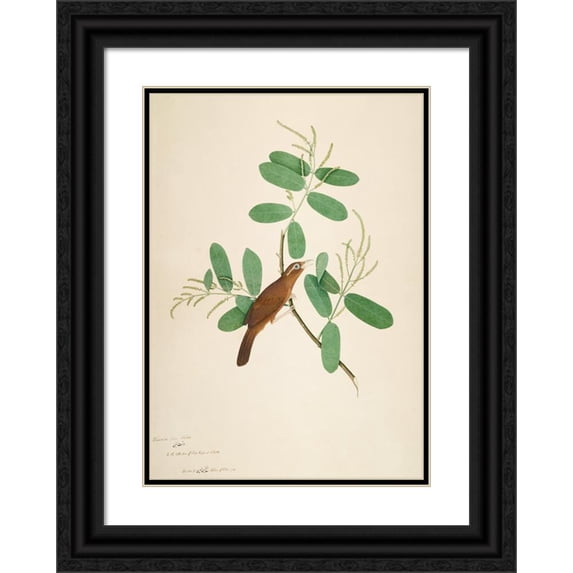 Sheikh Zain al-Din 14x18 Black Ornate Wood Framed Double Matted Museum Art Print Titled - Hwamei on Terminalia Branch (1780)