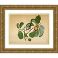 thumbnail image 1 of Sheikh Zain al-Din 18x14 Gold Ornate Wood Frame and Double Matted Museum Art Print Titled - Oriental Magpie Robin with Katydid and Leaf Hopper on Monkey Jack Branch (1778), 1 of 4