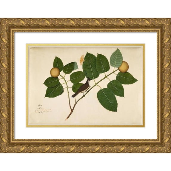Sheikh Zain al-Din 24x18 Gold Ornate Framed and Double Matted Museum Art Print Titled - Red-Whiskered Bulbul and Aganais Ficus Moth on Kadamba Branch (1777)