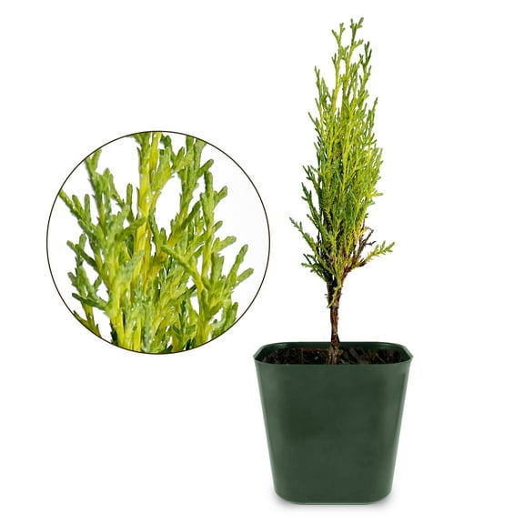 My Shelfie - Evergreen Italian Cypress Tree Plant Starter, Bonsai Tree in 2-Inch Pot, Outdoor Plants Grows 4-6 Inches Tall, Live Plants Outdoor USDA Zones 5 Through 10