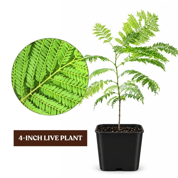 My Shelfie – Jacaranda Tree (Jacaranda mimosifolia), 4-Inch Live Starter Plant, 10–12 Inch Tall Purple Flowering Tree for Outdoor Gardens and Bonsai Growing, USDA Zone 9-11, 1-Pack
