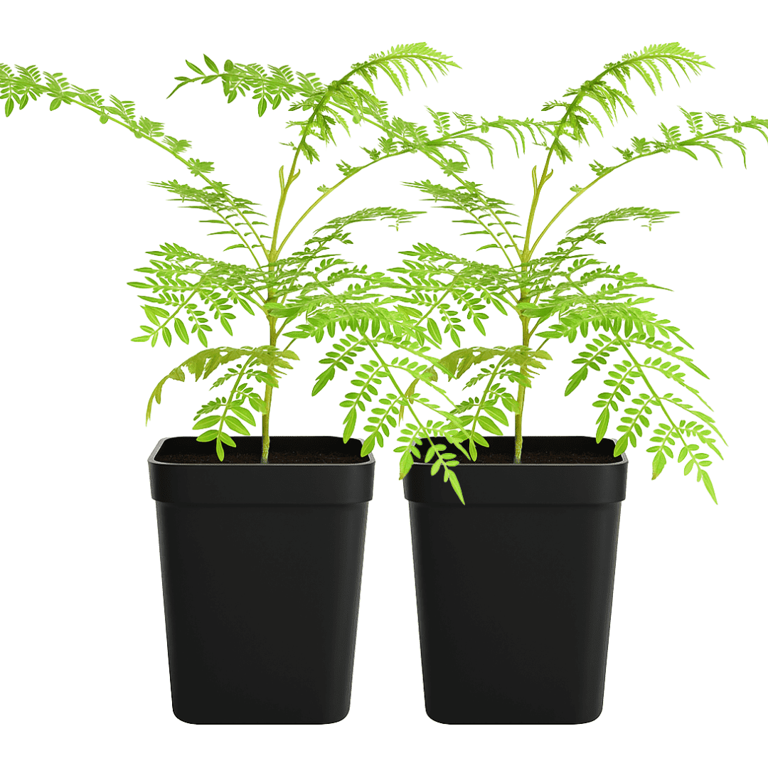 My Shelfie - Mini Jacaranda Tree, 3-4 Inch Tall Bonsai Tree in 2-Inch Pot, Trees Live Plants Outdoor Hardiness Zones 9-11, Bonsai Tree Live with Purple Flowers, 2-Pack