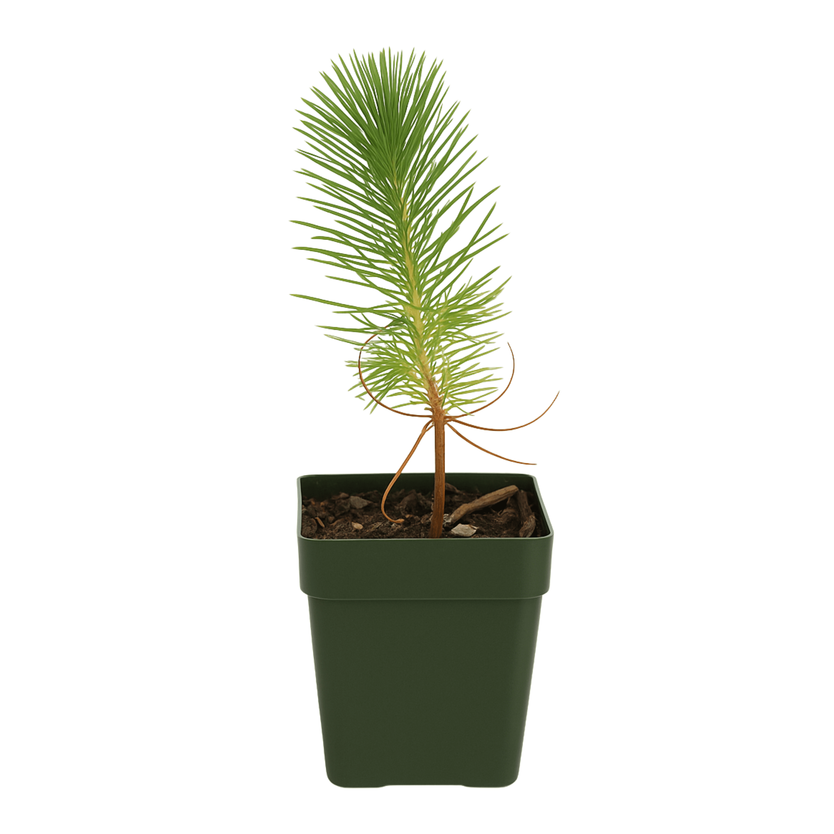 live bonsai plants Juniper Bonsai