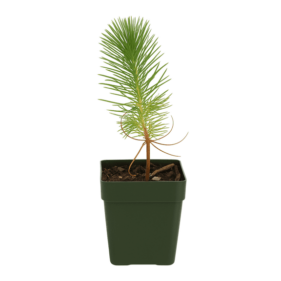 My Shelfie  Pinus eldarica Aleppo Pine (Afghan Pine) Bonsai Starter Tree, 2-Inch Live Evergreen Plant for Outdoor Garden, Zen Landscape, and Bonsai Training