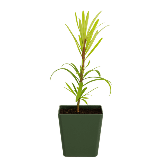 My Shelfie – Podocarpus Macrophyllus Maki Tree (Japanese Yew), 2-Inch Live Evergreen Bonsai Starter Plant for Outdoor Garden, Hedge, or Landscape Décor