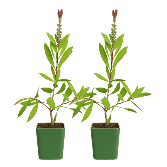 My Shelfie  Red Bottlebrush Starter Plant (Callistemon citrinus), 2-Inch Live Evergreen Shrub, Ornamental Flowering Plant for Outdoor Gardens and Landscape Dcor, 2-Pack