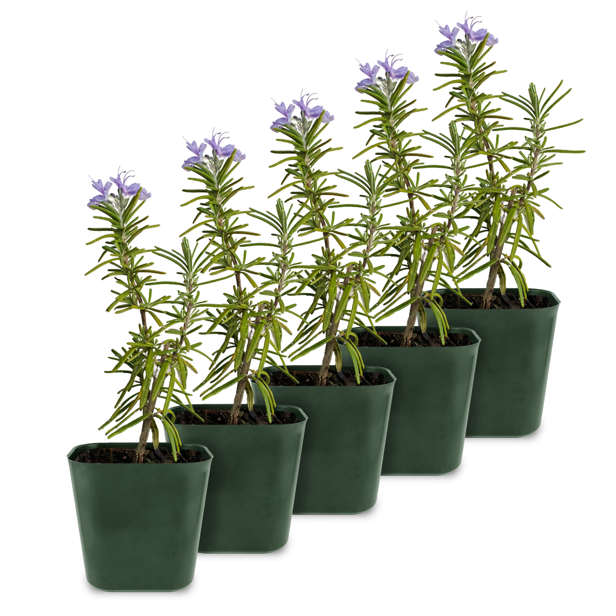 My Shelfie - Rosemary Plant Starter, Aromatic Rosemary Plants Live in 2-Inch Pot, Live Plants 2-3 Inch Tall, Blue-Purple Rosemary Herb Plants, Bee-Friendly, Green, 5-Pack