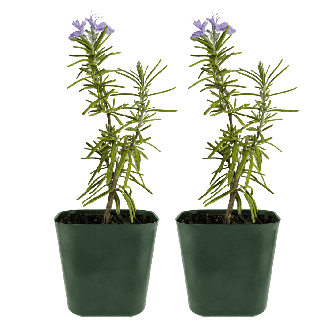 My Shelfie - Rosemary Plant Starter, Aromatic Rosemary Plants Live in 2-Inch Pot, Live Plants 2-3 Inch Tall, Blue-Purple Rosemary Herb Plants, Bee-Friendly, Green, 2-Pack