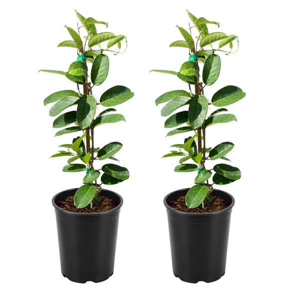 My Shelfie  Stephanotis Floribunda Madagascar Jasmine, 1-Gallon Fragrant White Flowering Vine for Trellis and Outdoor Gardens, USDA Zone 10-11, 2-Pack