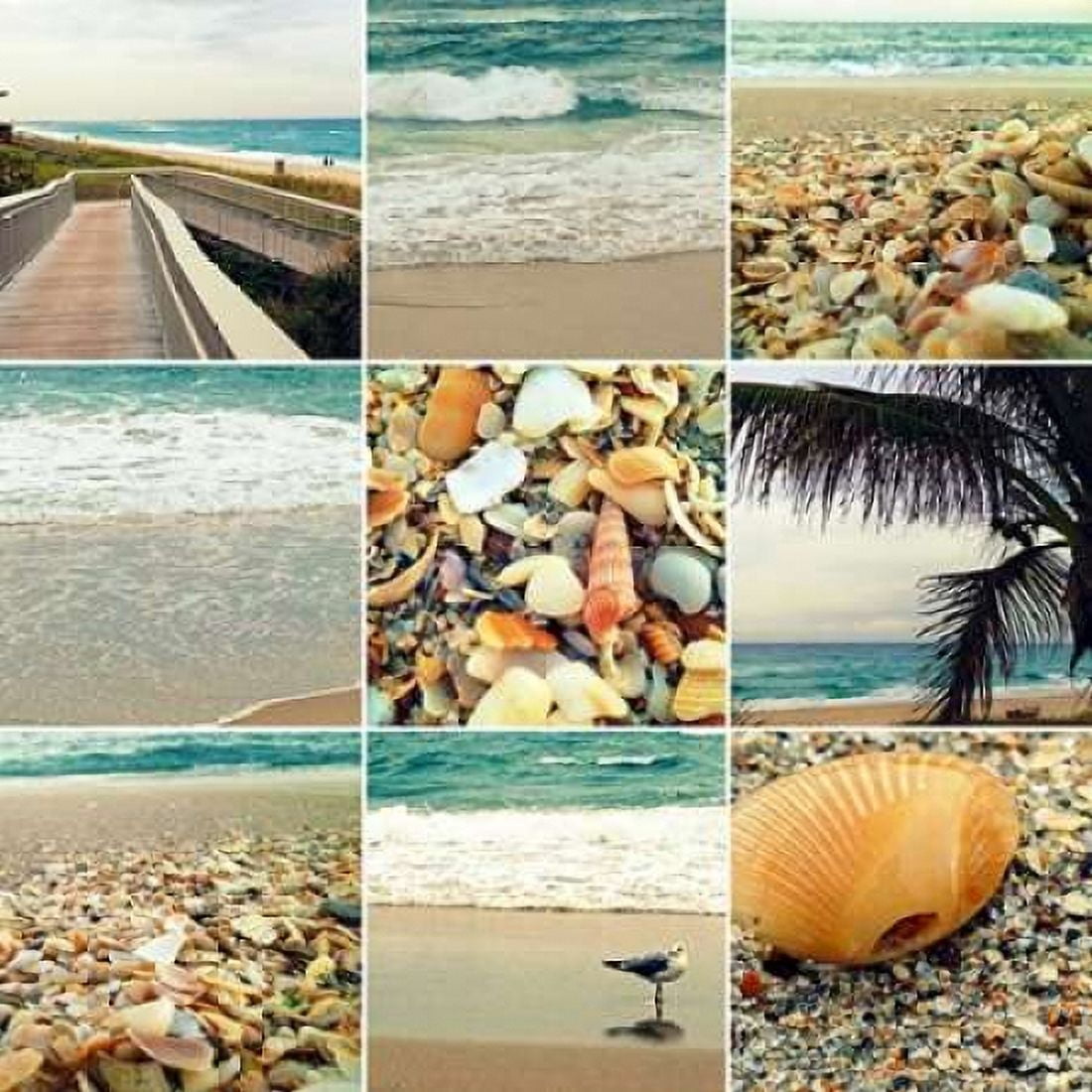 Shell Beach Canvas Art - Lisa Hill Saghini (24 x 24)