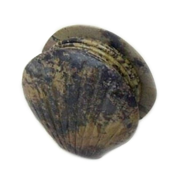 Shell Coaster Set of 7