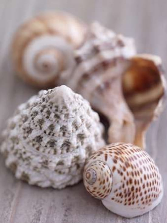 Shell Collection Canvas Art - Howard Shooter (18 x 24)