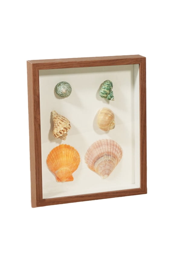 Shell Conch Three-Dimensional Storage Box Display Specimen Shadow Case Walnut
