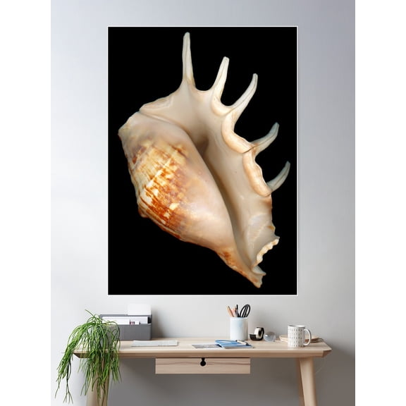 Shell - Conchology - Conch Poster Wall Art, Modern Wall Decor For Living Room Bedroom, 24x36 UNFRAMED
