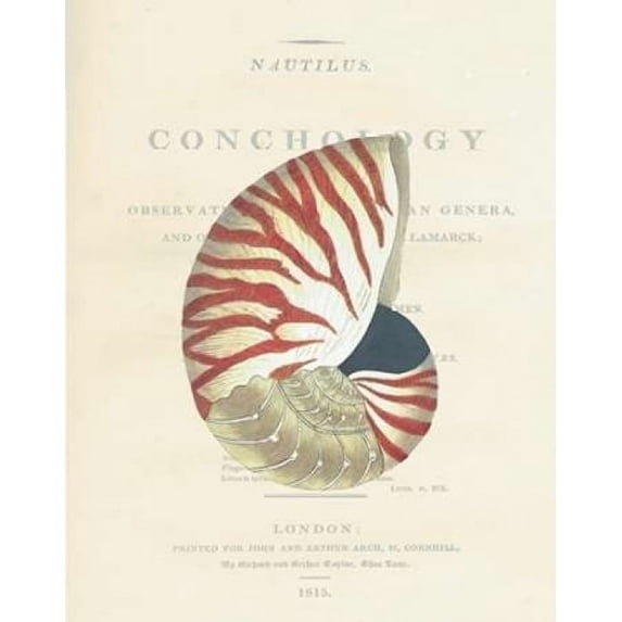 Shell Nautiilus Poster Print by Samuel Brookes