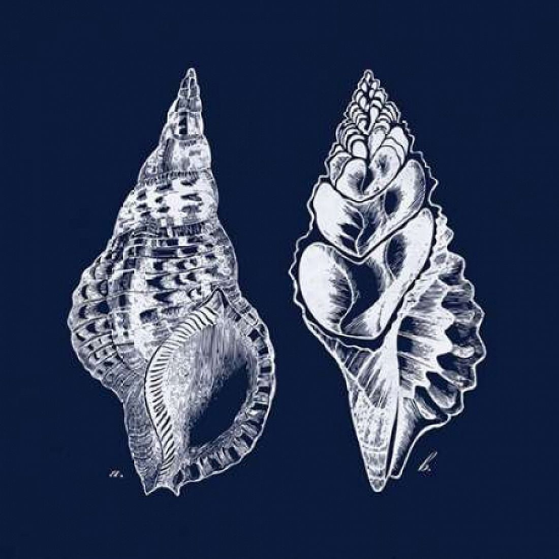 Shell Negative I Canvas Art - N Harbick (24 x 24)