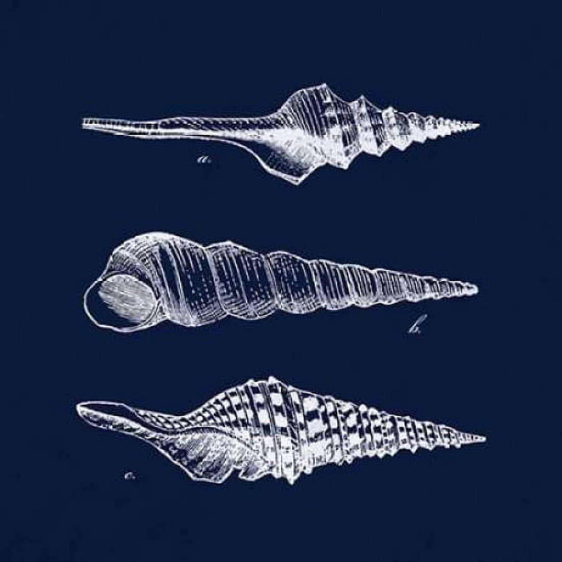 Shell Negative II Canvas Art - N Harbick (24 x 24)