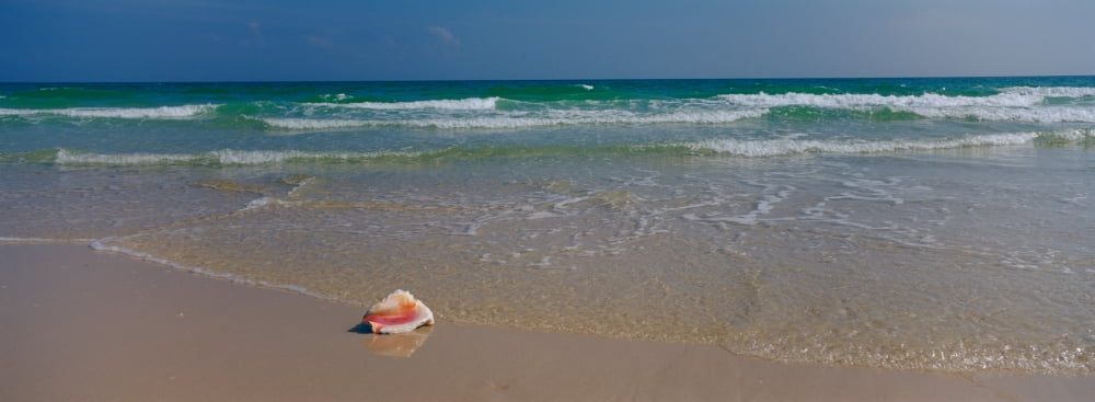 Shell On The Beach Gulf Of Mexico Alabama USA Canvas Art - Panoramic Images (27 x 9)