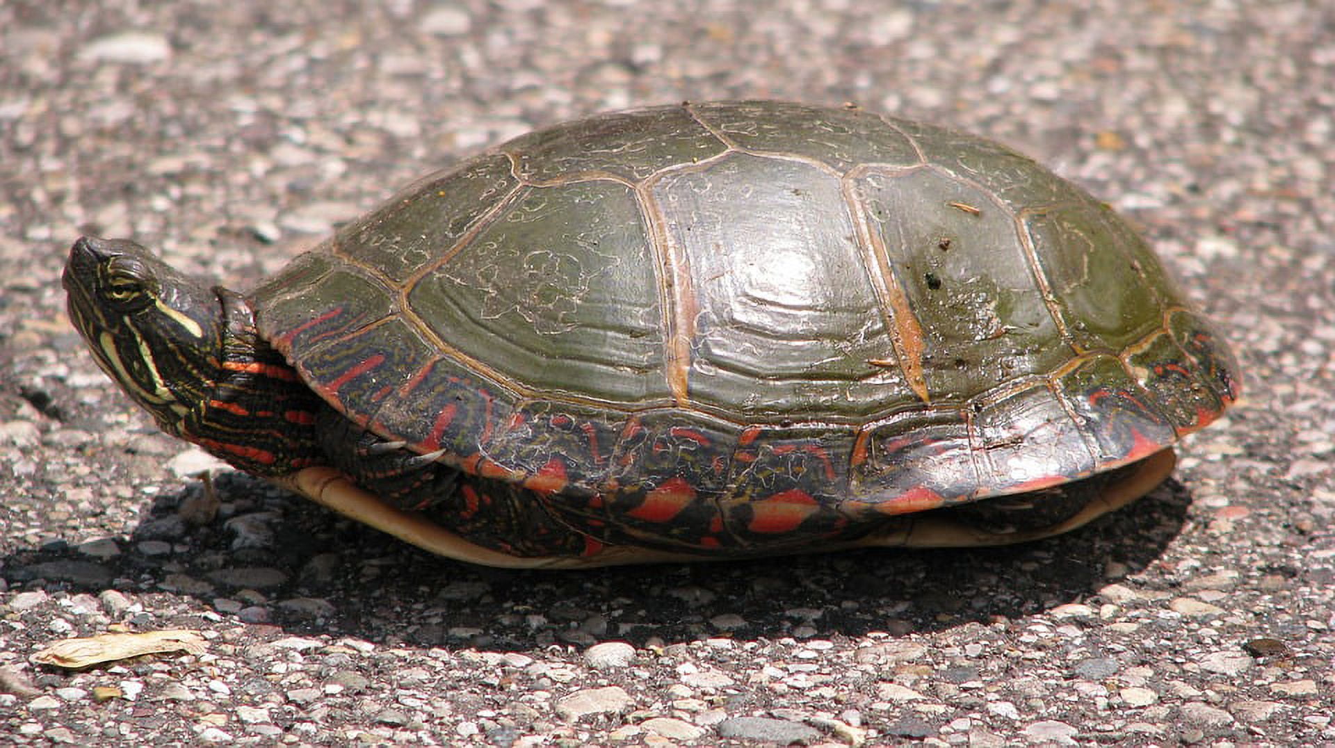 Shell Painted Turtle Turtle - Laminated Poster Print - 20 Inch by 30