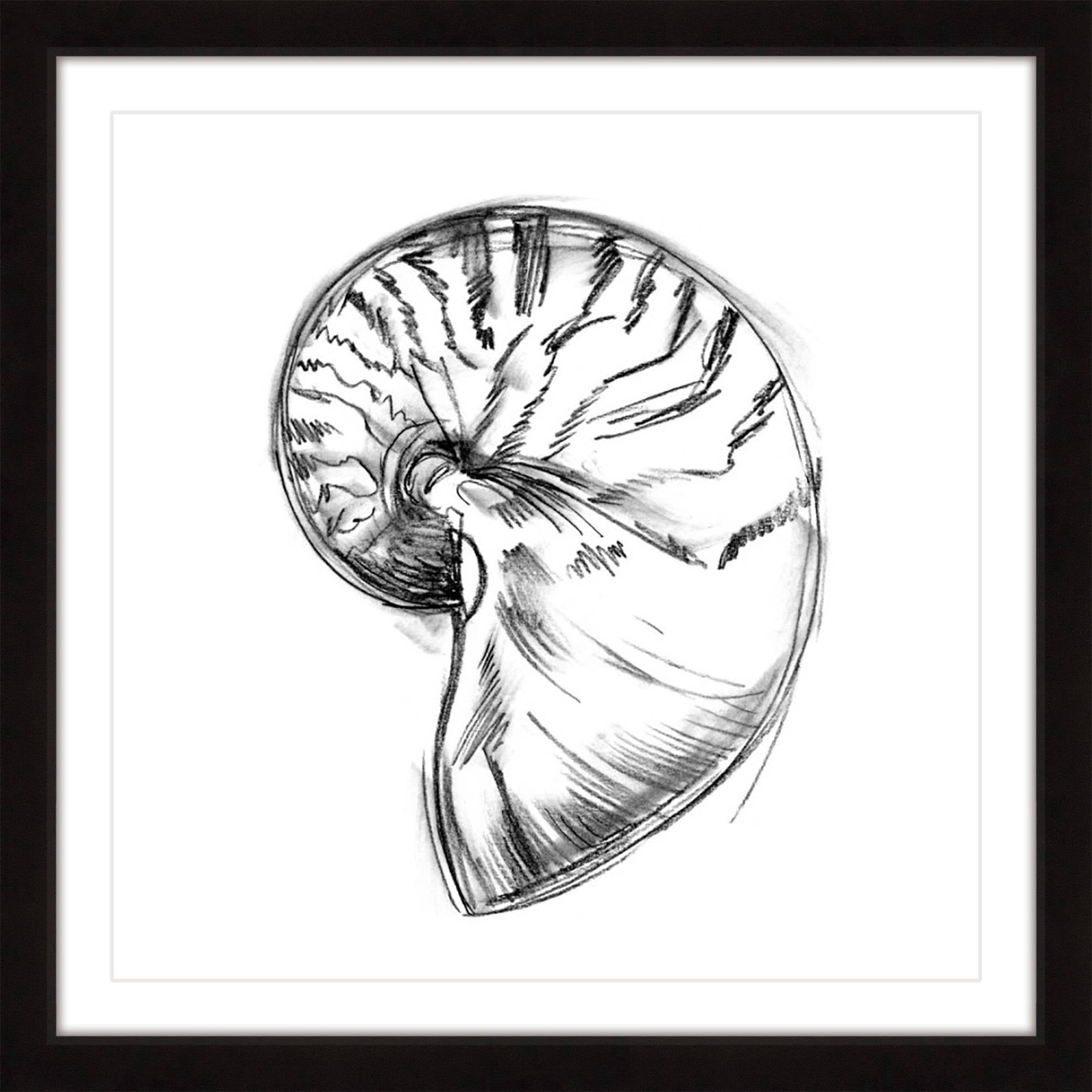 "Shell Sketch IV" Framed Painting Print