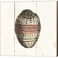 thumbnail image 1 of Shell Sketches IV Shiplap by Wild Apple Portfolio, Canvas Wall Art, 1 of 1