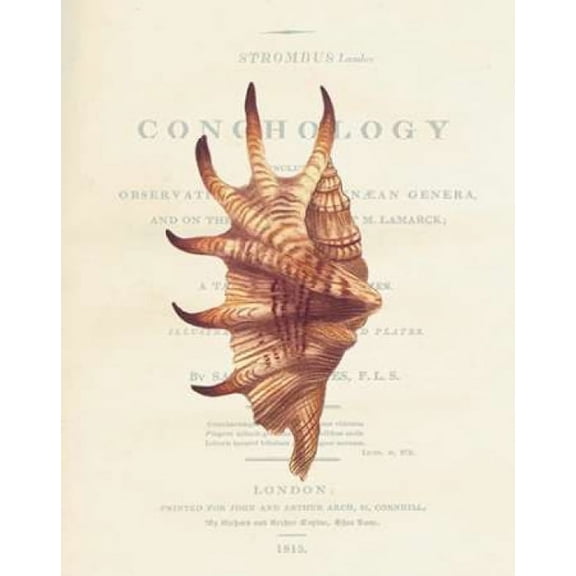 Shell, Strombus Lambis Poster Print by Samuel Brookes (8 x 10)