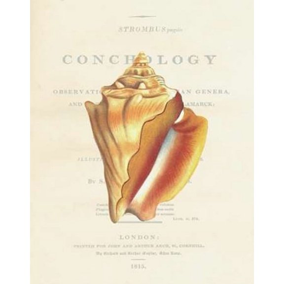 Shell, Strombus Pugilis Poster Print by Samuel Brookes (8 x 10)