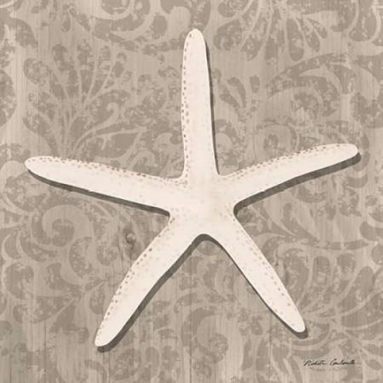 Shell Study IV Canvas Art - Nikita Coulombe (24 x 24)