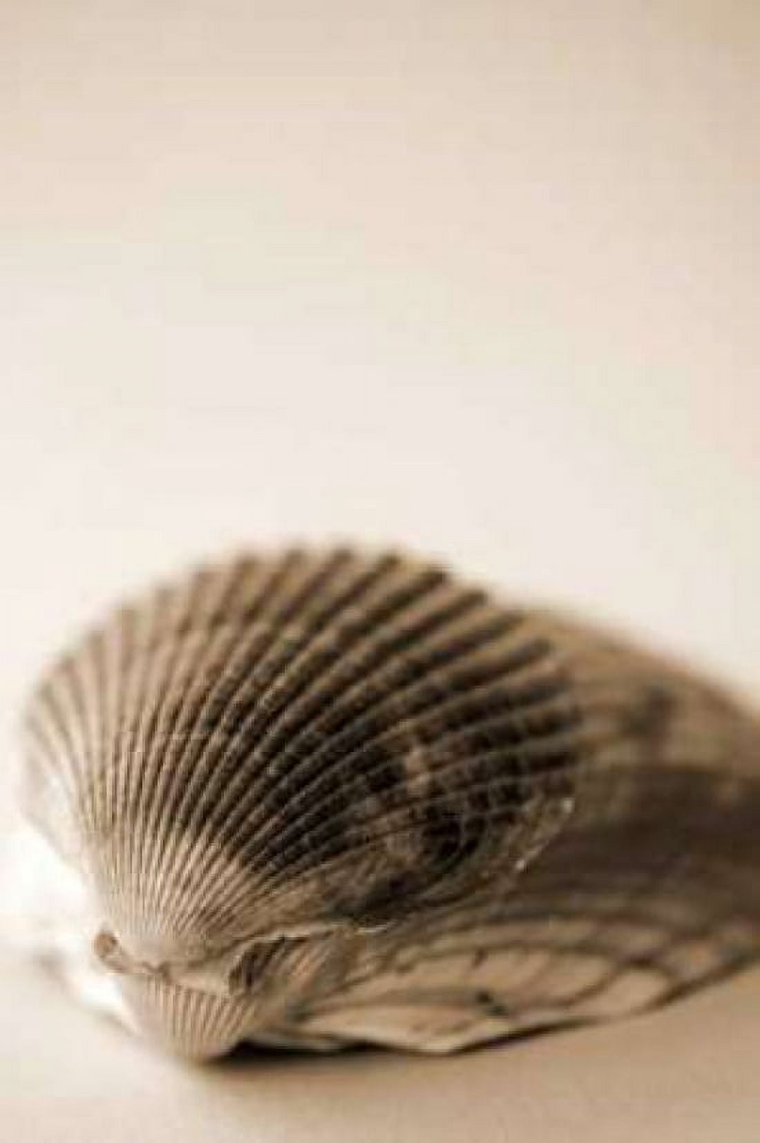 Shell Symmetry I Canvas Art - Karyn Millet (24 x 36)