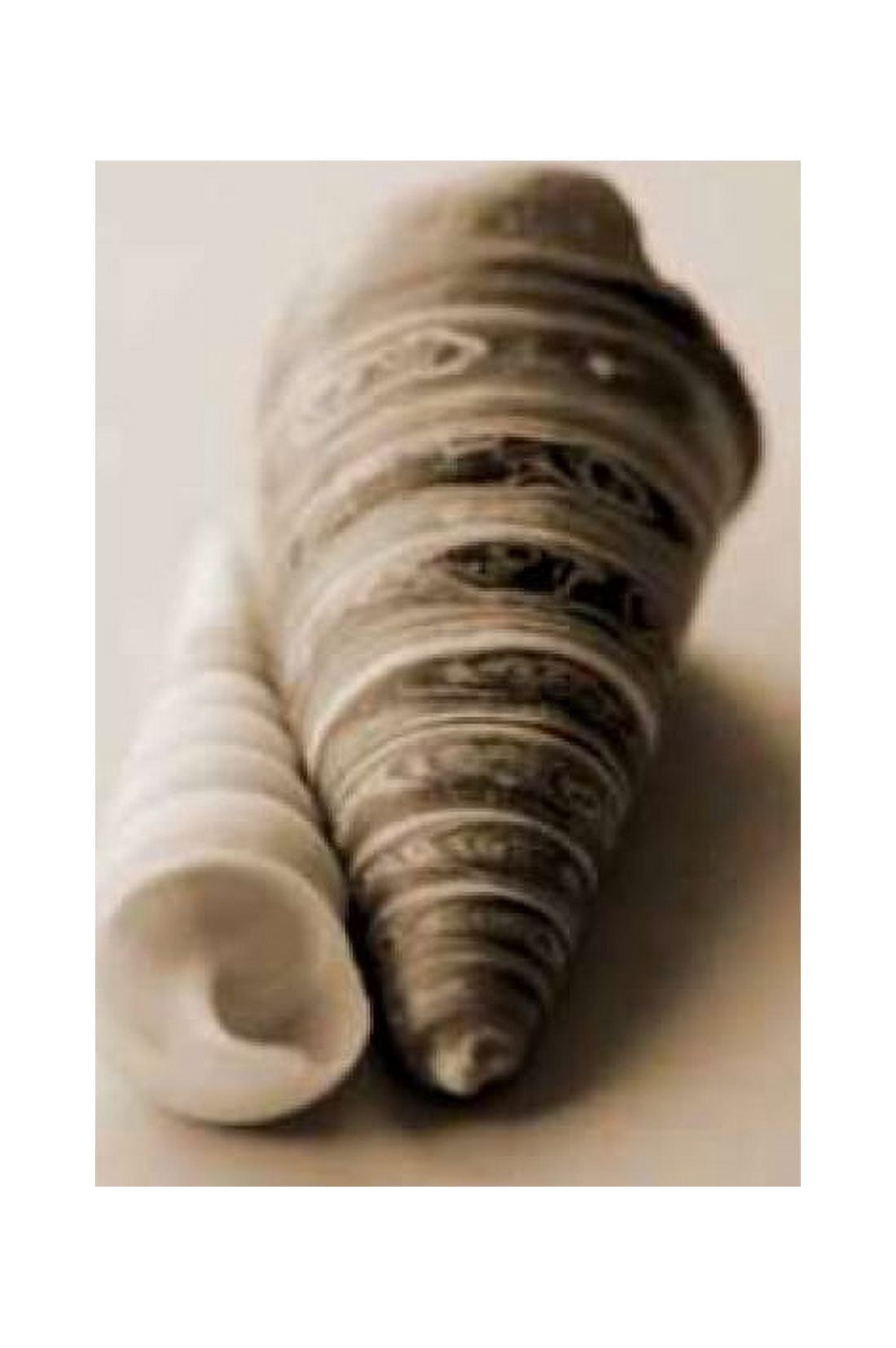 Shell Symmetry II Canvas Art - Karyn Millet (24 x 36)