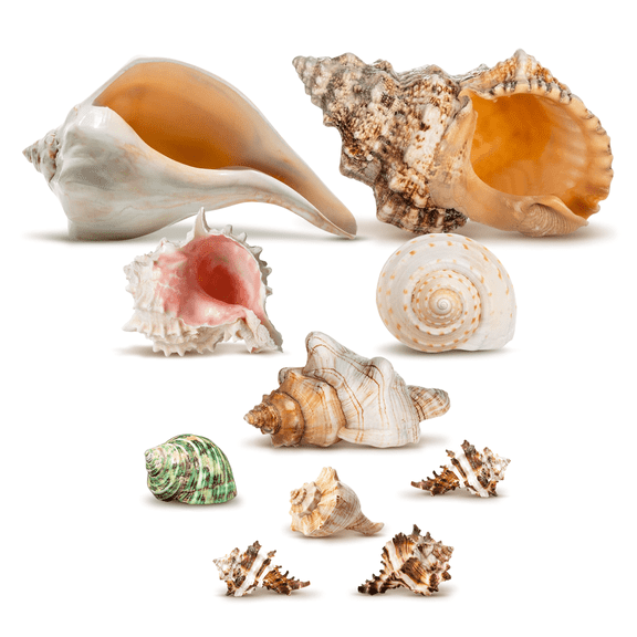 Shell Vase Filler | Imperfect Seashells Mixed Beach Seashells B Quality |