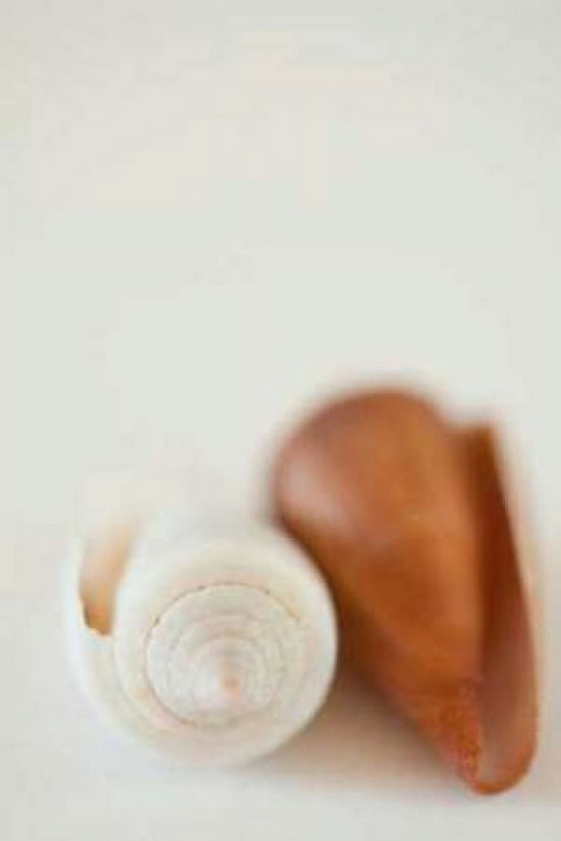 Shell by Shell II Canvas Art - Karyn Millet (12 x 18)