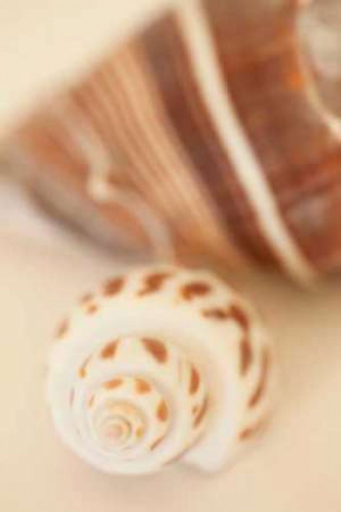 Shell by Shell III Canvas Art - Karyn Millet (12 x 18)