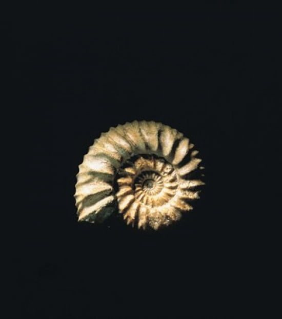 Shell on Black Background Canvas Art - Panoramic Images (32 x 36)