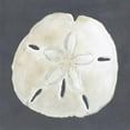 thumbnail image 1 of Shell on Slate II, Animals Unframed Art Print Wall Art by Megan Meagher Sold by Art.Com, 1 of 4