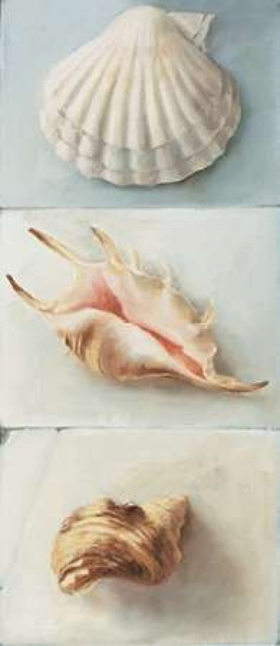 Shell selection I Canvas Art - Milieu du Ciel (10 x 20)