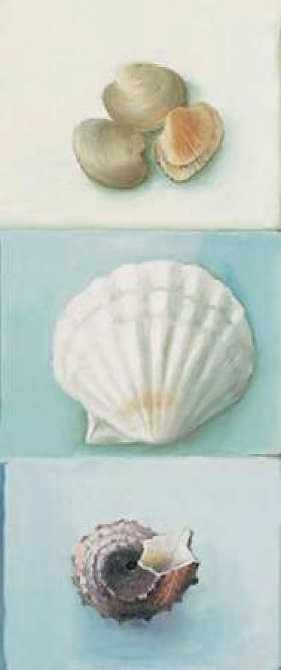 Shell selection III Canvas Art - Milieu du Ciel (10 x 20)
