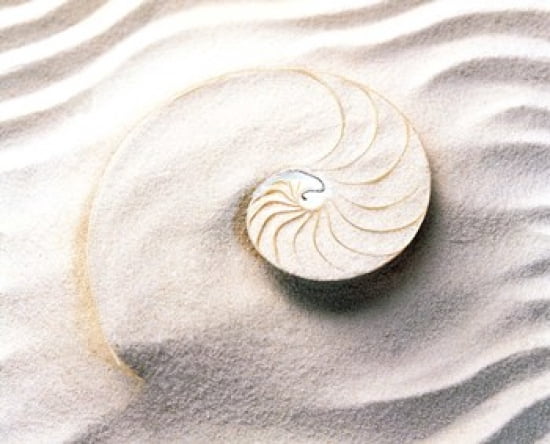 Shell spiraling into wavy sand pattern Canvas Art - Panoramic Images (36 x 30)
