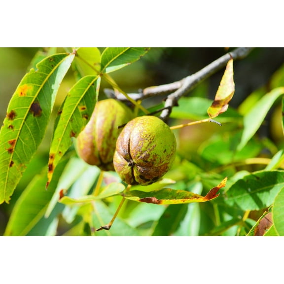 Shellbark Hickory, (King Nut) Carya Laciniosa, Tree 1 Seed