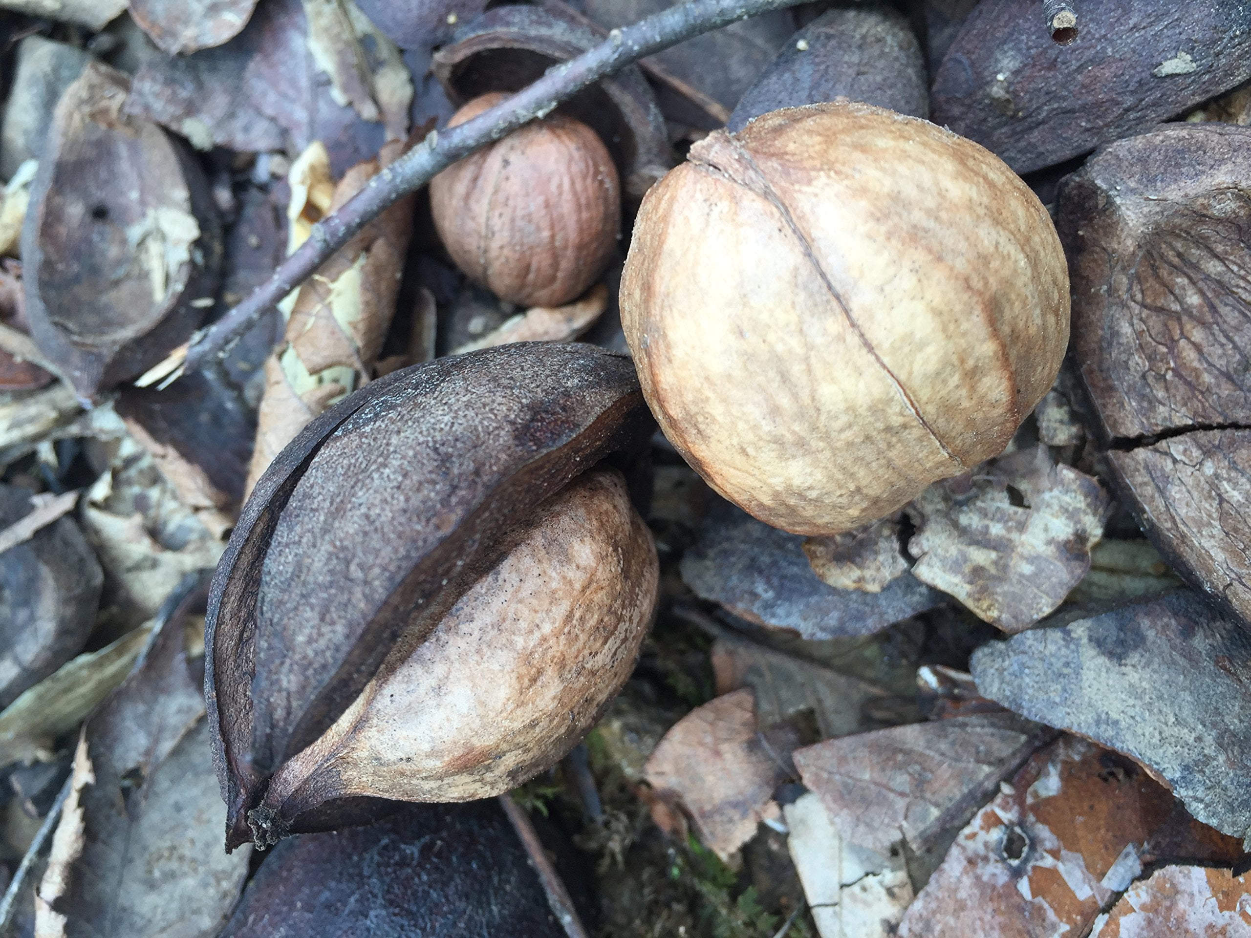 Shellbark Hickory, (King Nut) Carya Laciniosa, Tree 1 Seeds