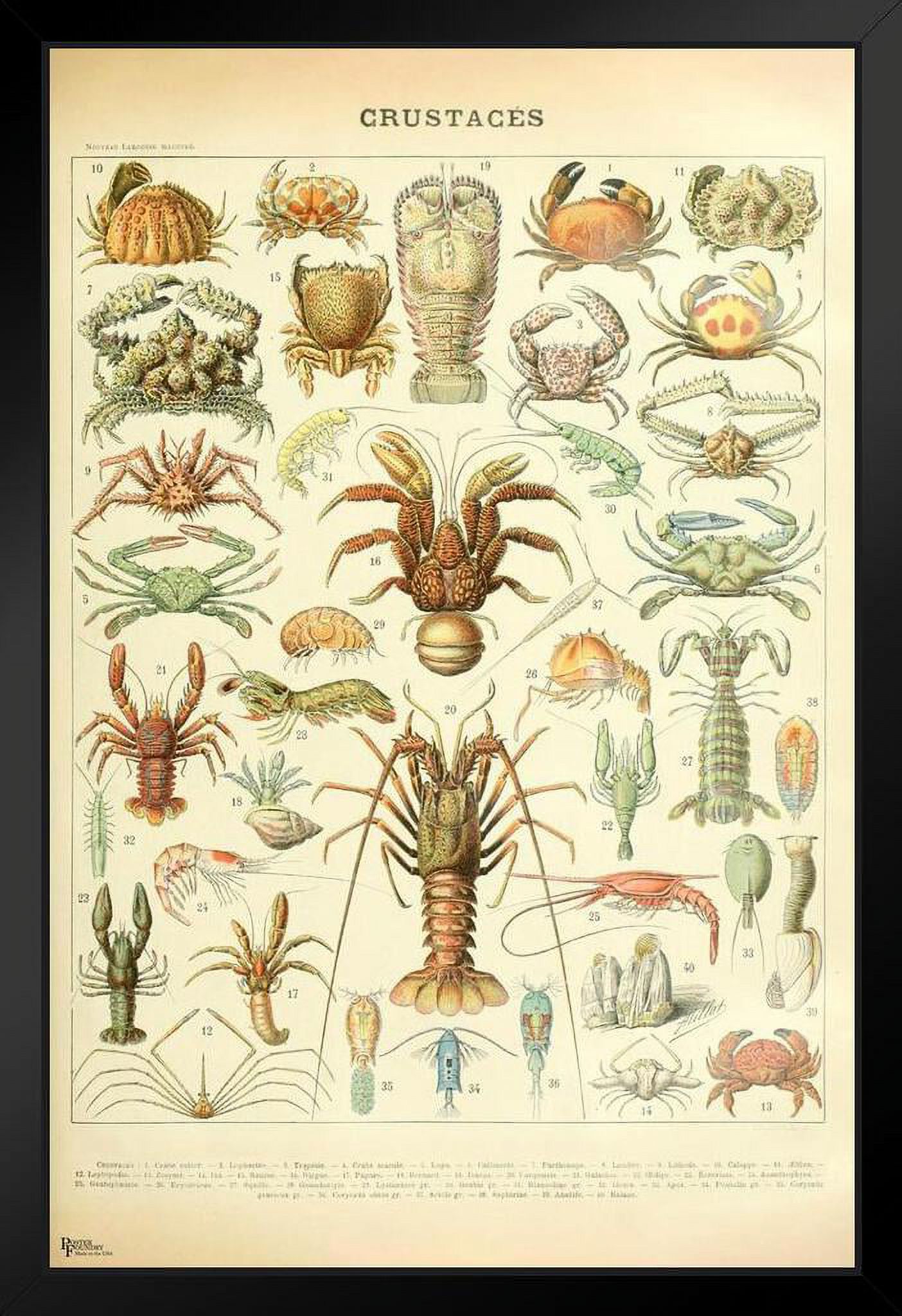 Shellfish Crustacean Crab Lobster Shrimp Cottagecore Room Decor Chart ...