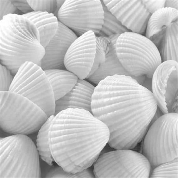 Shells 3 Poster Print by PhotoINC Studio