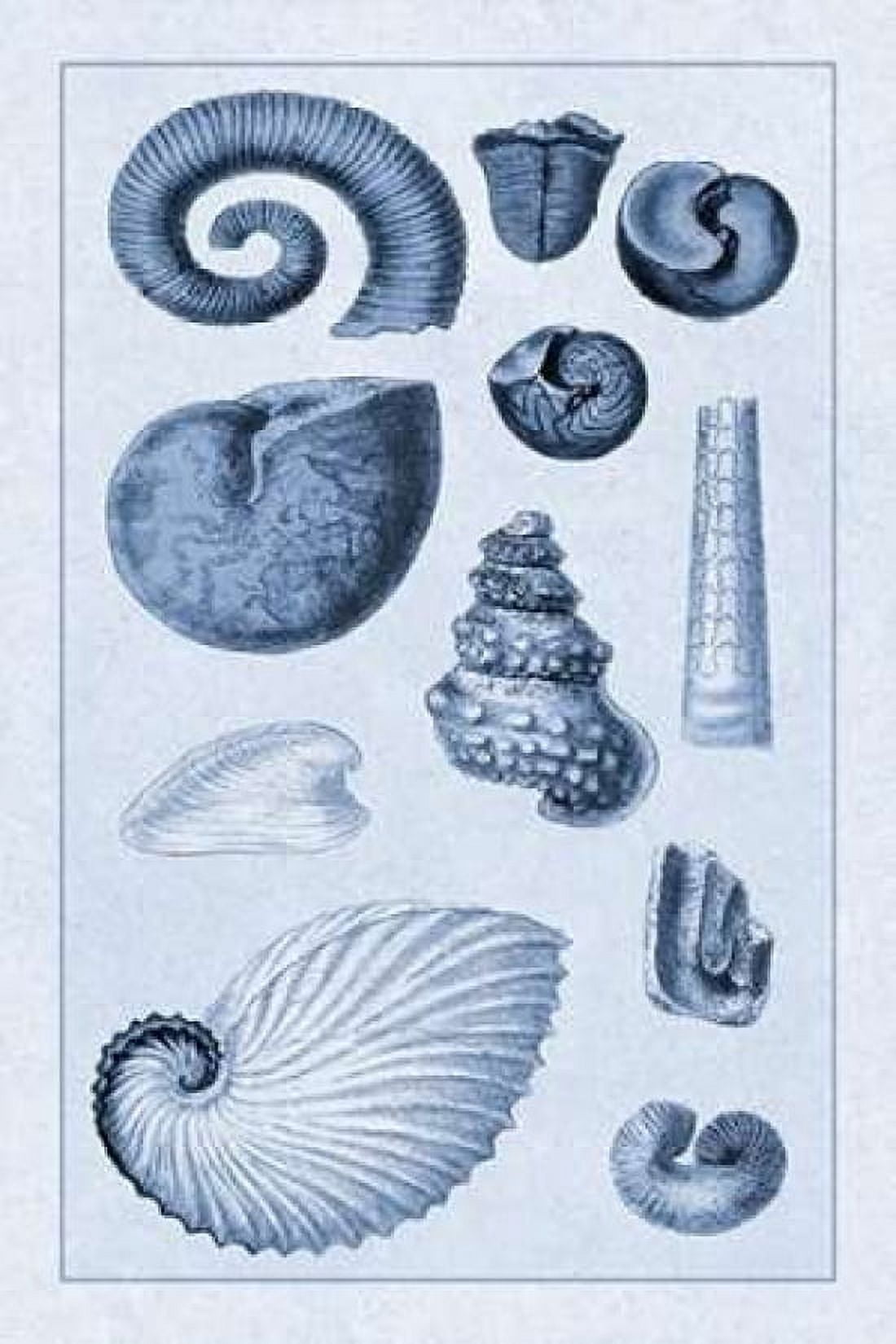 Shells Ammonacea (Blue) Canvas Art - GB Sowerby (12 x 18)