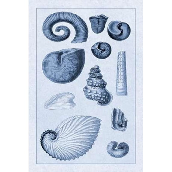 Shells Ammonacea (Blue) Canvas Art - GB Sowerby (12 x 18) - Walmart.com