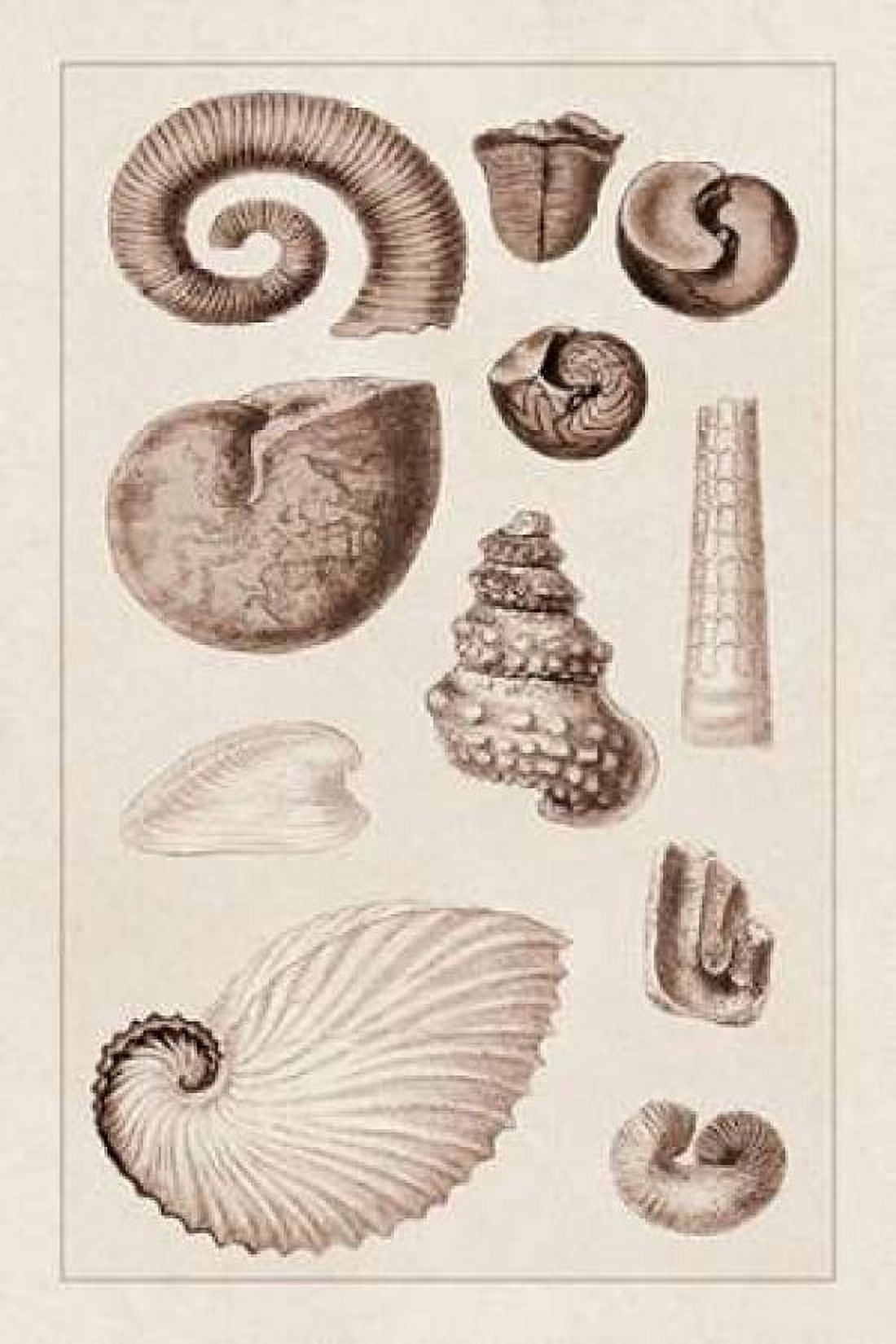 Shells Ammonacea (Sepia) Canvas Art - GB Sowerby (12 x 18)