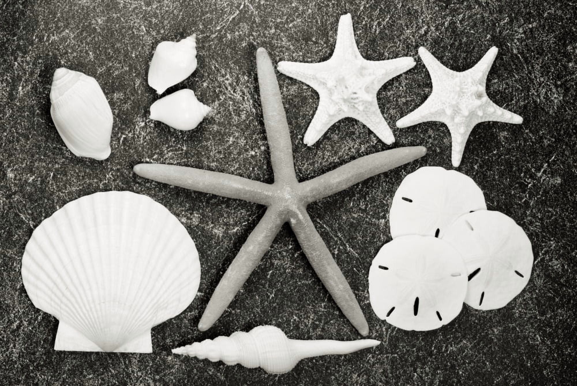 Shells And Starfish Scatterd On Textured Surface (Sepia Photograph) Canvas Art - Bill Brennan Design Pics (17 x 11)